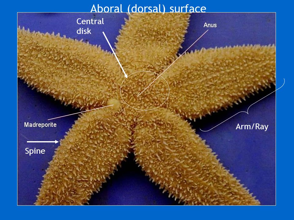 Starfish Dissection Lab