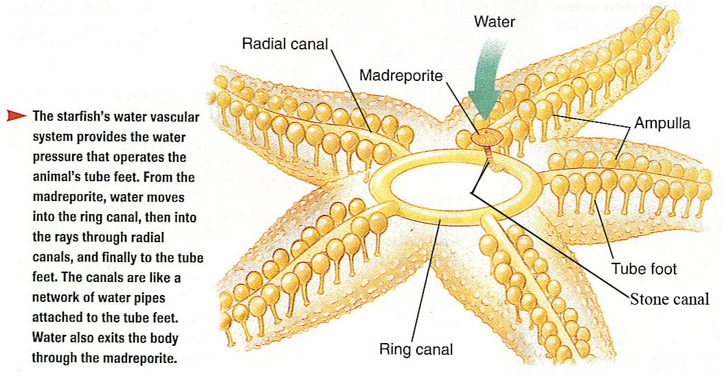 sea star water vascular system animation