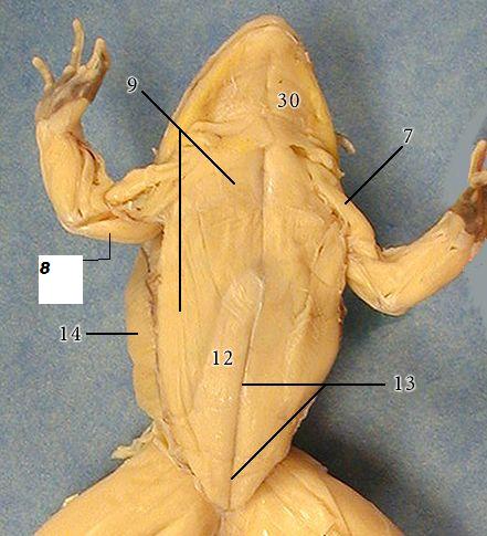 lumbodorsal fascia frog