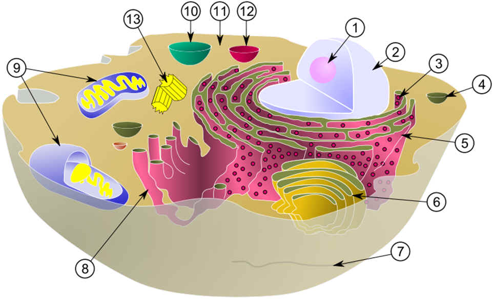 Composite Cell Diagram