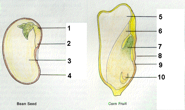 bean fruit anatomy