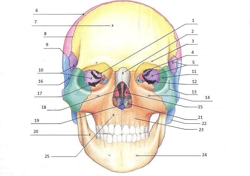 Skull: Anatomy, structure, bones, quizzes