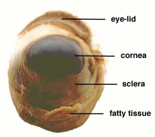 parts of the cow eye