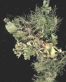 Fruticose lichens on a twig