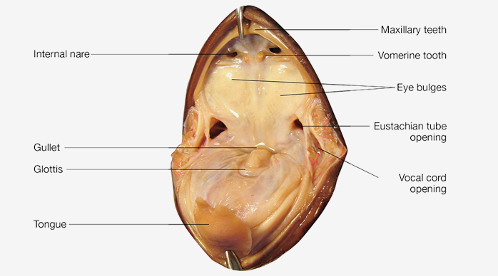 frog mouth anatomy