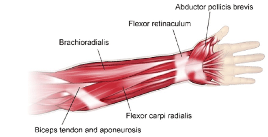 Simple Leg Muscle Diagram Labeled