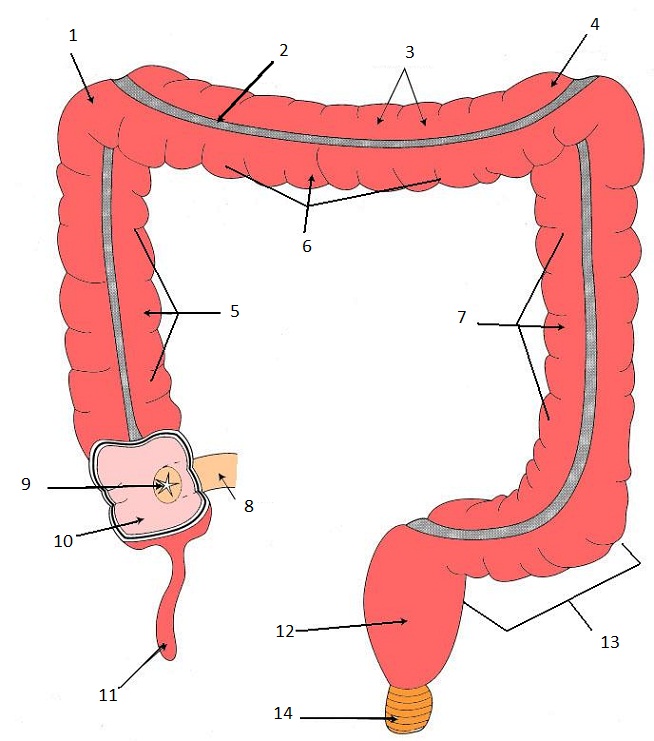 Digestive System Diagrams