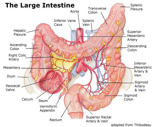 Large Intestine Overview