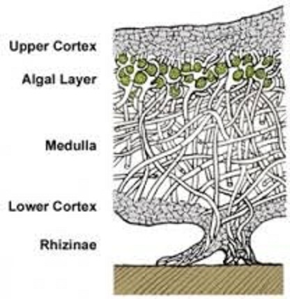 lichen labeled diagram