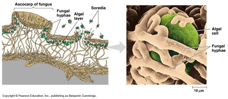 fruticose lichen diagram