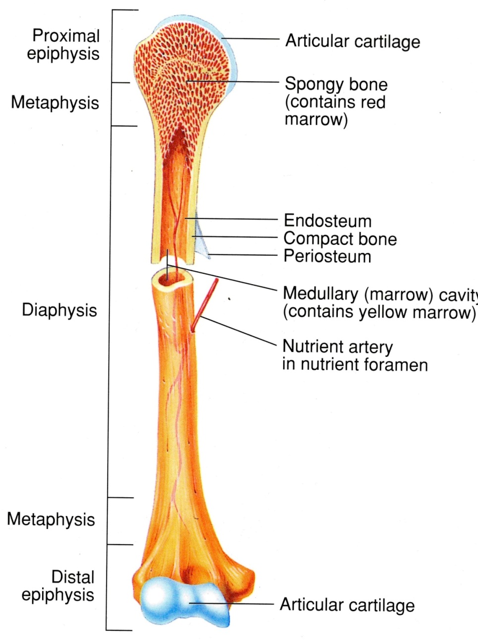 long bone structure diagram Quotes