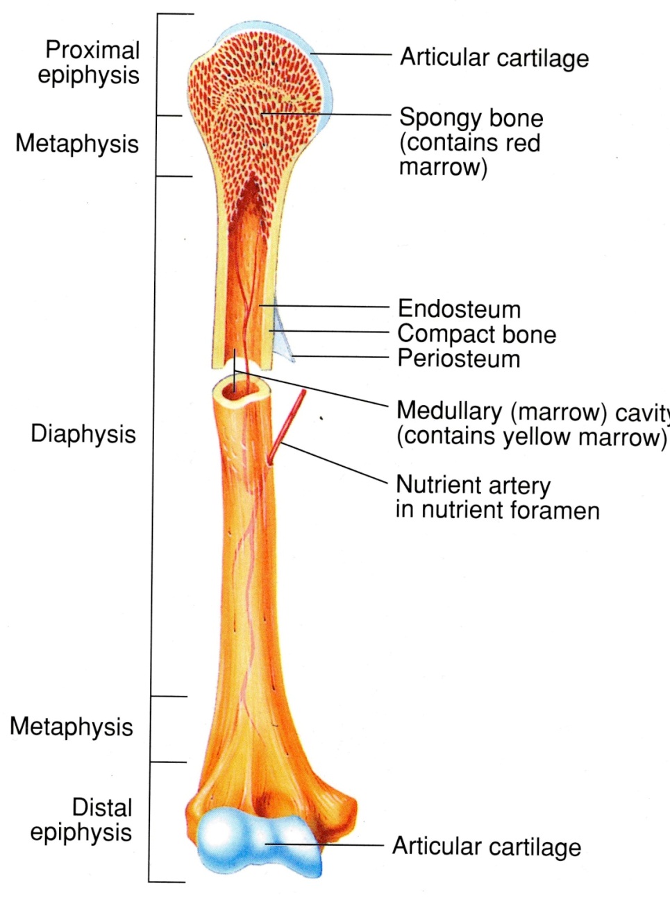 Skeletal System Diagrams