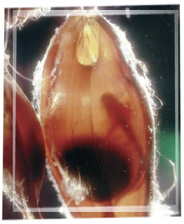 The egg case, when it is first laid is soft and pale.