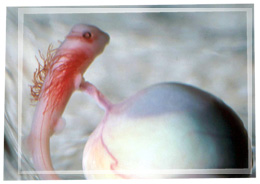 A tiny shark embryo still attached to its yolk.