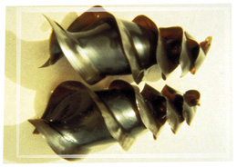 Horn sharks lay spiral egg cases.