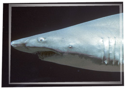 Sand tiger sharks are ovoviviparous.