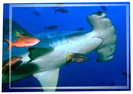 Hammerhead sharks are viviparous.