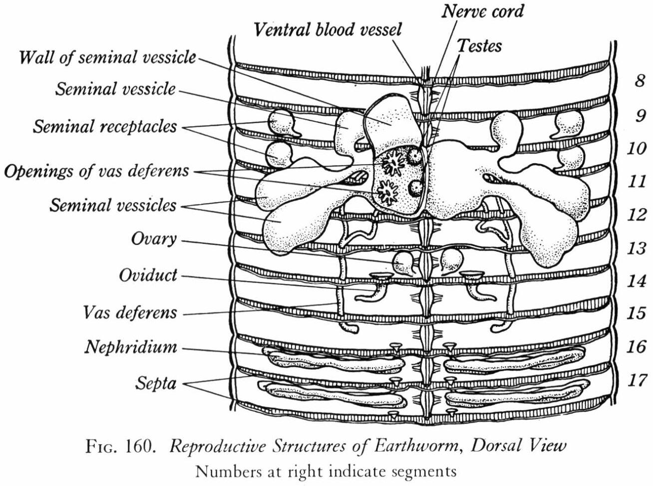 earthworm dissection internal