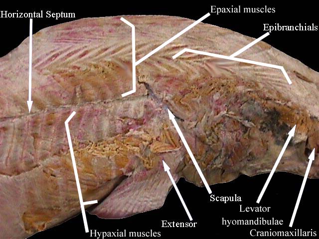 shark muscles