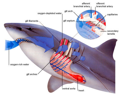 dogfish shark respiratory system