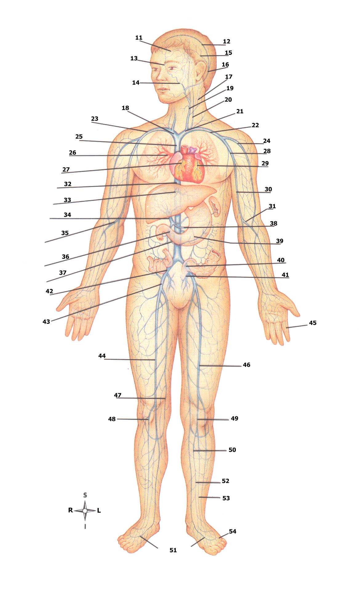 Major Arteries Of The Body Quiz